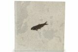 Eocene Fossil Fish (Knightia) - Wyoming #222863-1